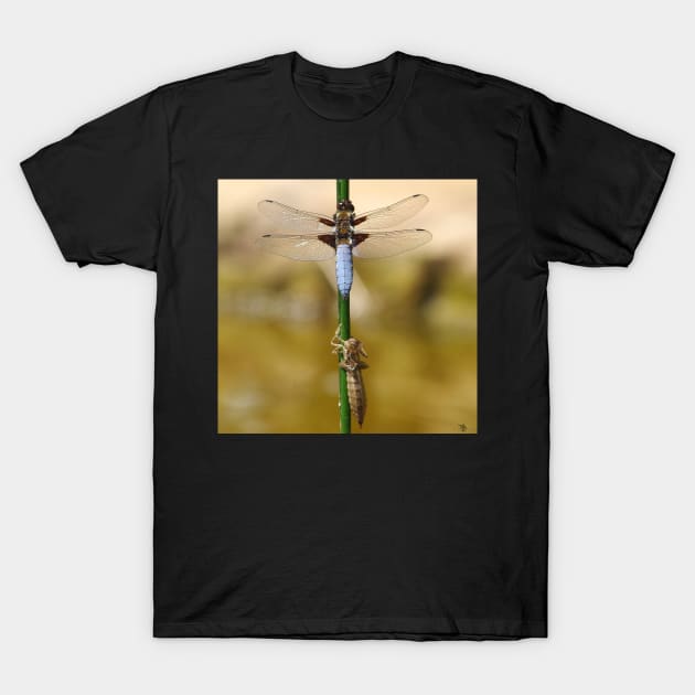 broad bodied chaser dragonfly leaving nymph case T-Shirt by Simon-dell